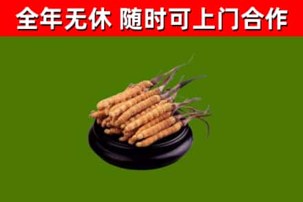 米林县烟酒回收冬虫夏草.jpg